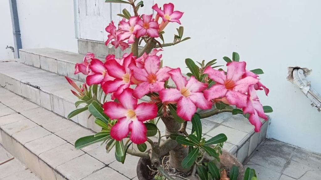 Bunga Kamboja pink