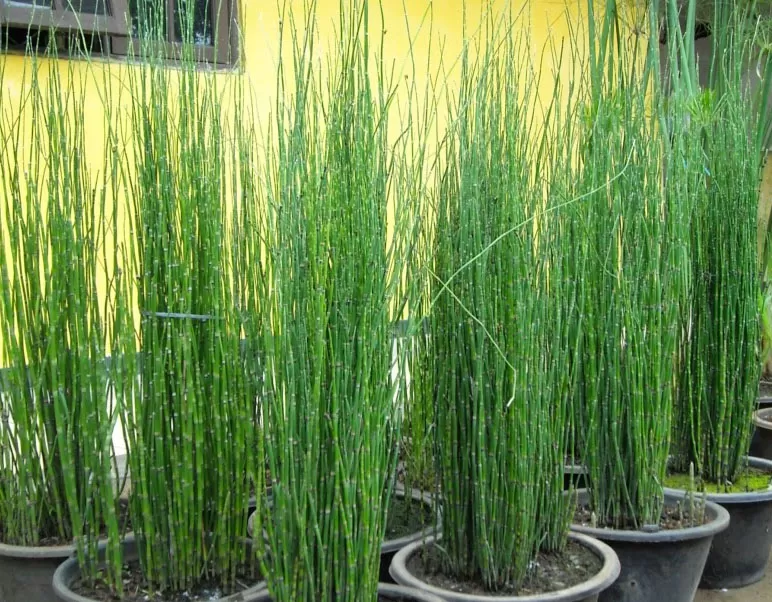 Tanaman Bambu Air yang bagus untuk kolam