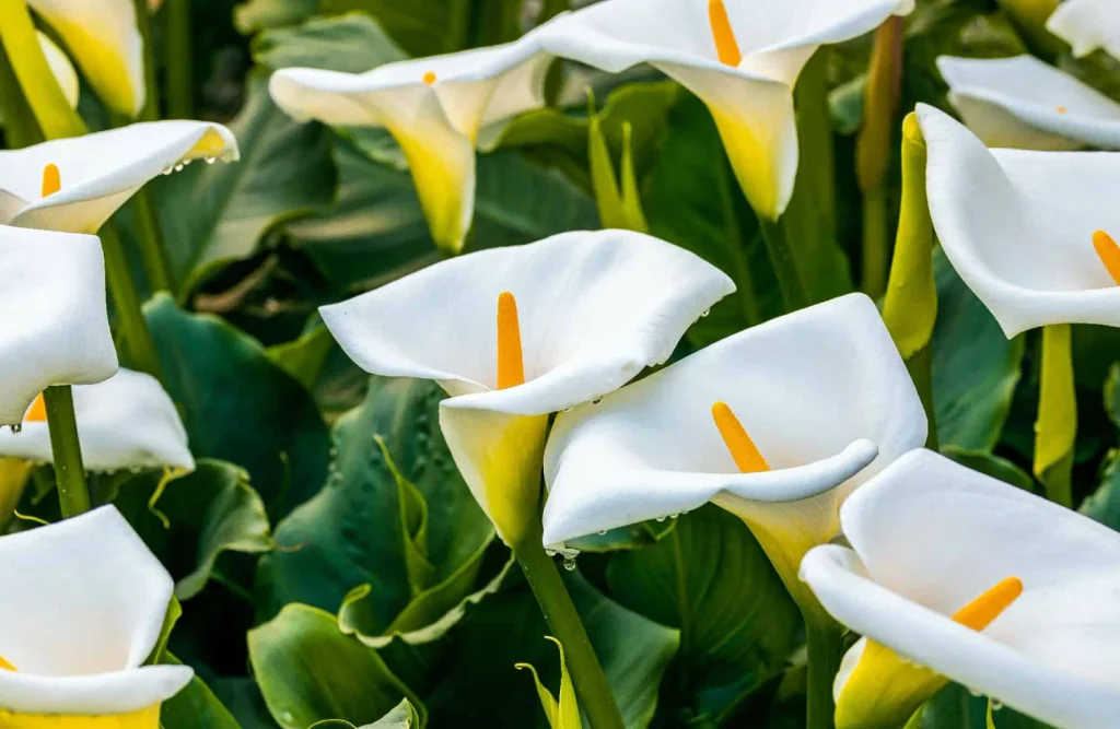 Tamanan Kalla Lily berwarna putih, sumber millionbloom.com